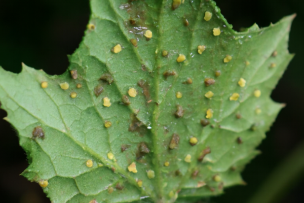 Бахчевая тля