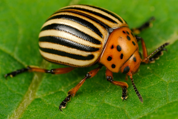 Колорадский жук