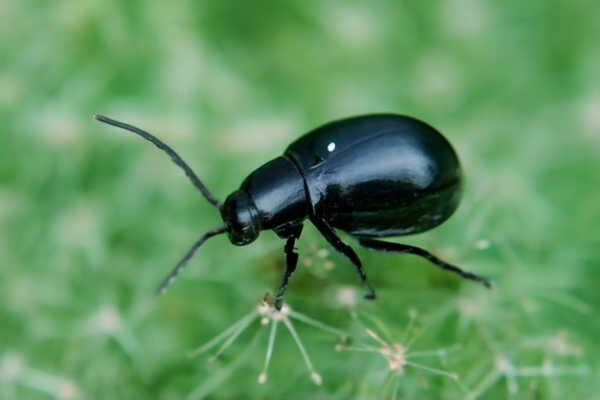 Крестоцветные блошки