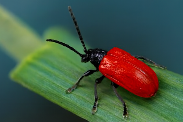 Лилейная трещалка