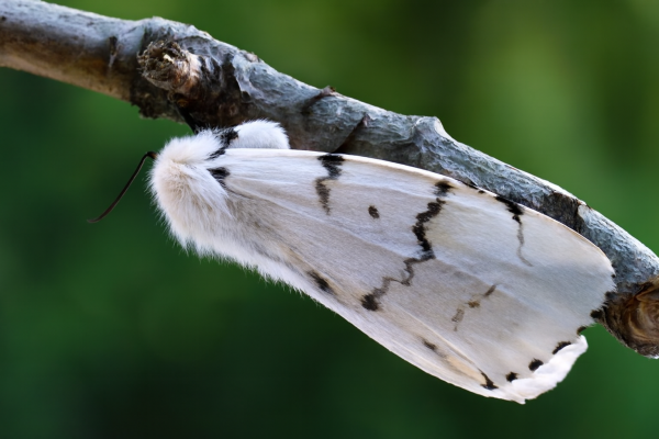 Непарный шелкопряд