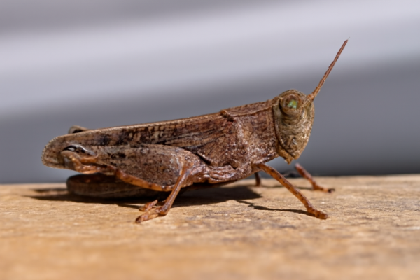 Саранчовые