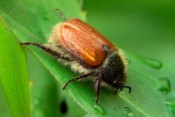 Хрущик садовый