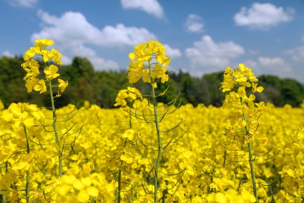 Рапс: как выглядит, описание, где растет