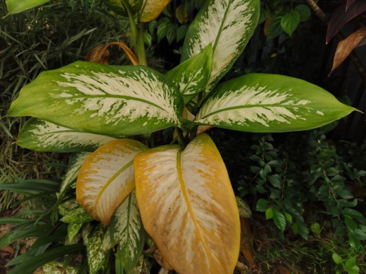 Почему у диффенбахии желтеют листья: 6 проблем и их решения