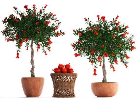 Как вырастить гранат из косточки?