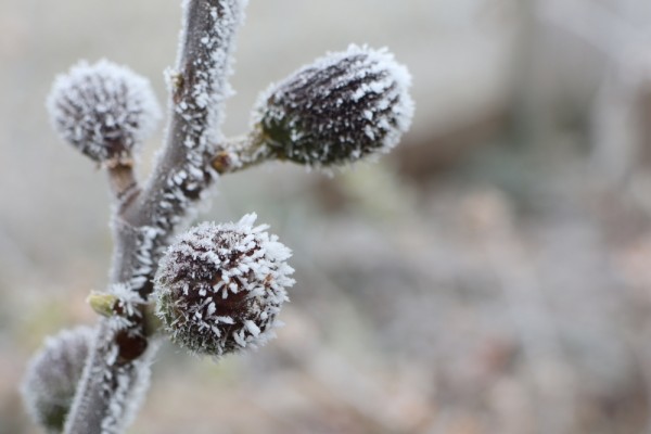 Как правильно укрыть инжир на зиму: 4 эффективных способа