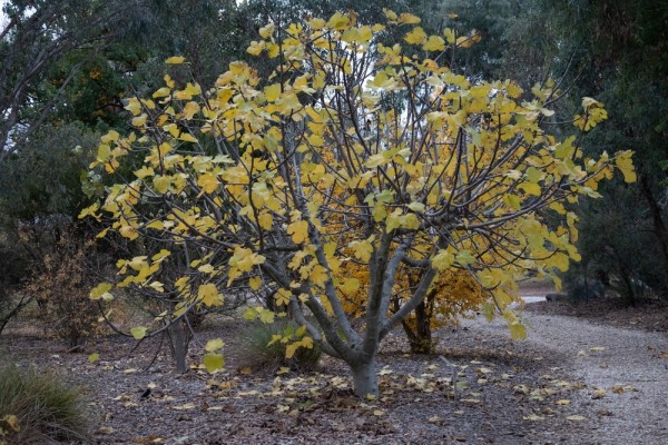 Как обрезать инжир осенью: в саду и домашних условиях Как обрезать инжир осенью: в саду и домашних условиях