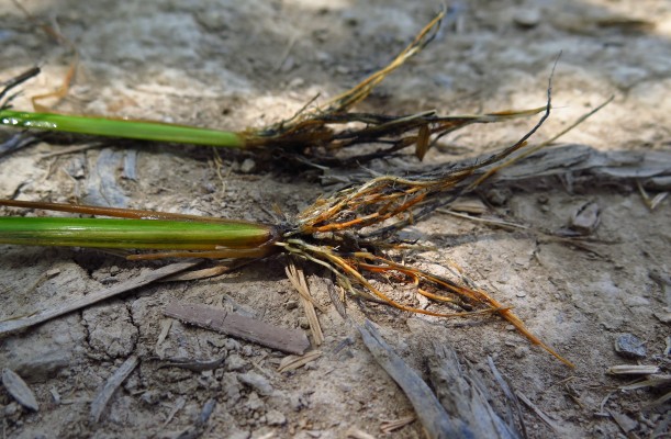 Бактериальный корневой рак