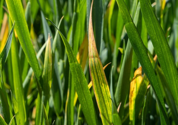 Желтая карликовость