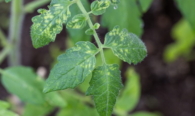 Мозаика томата