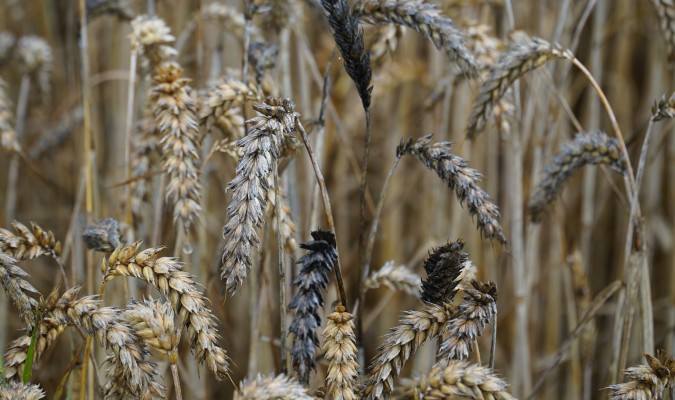 Оливковая плесень