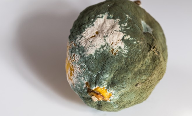 Пенициллезная гниль