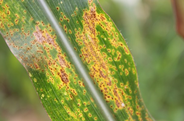Ржавчина кукурузы