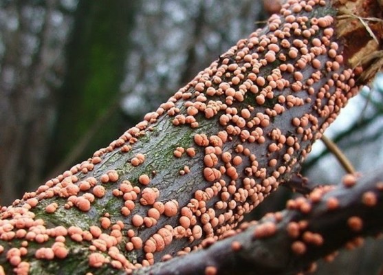 Туберкуляриевый (некриевый) некроз