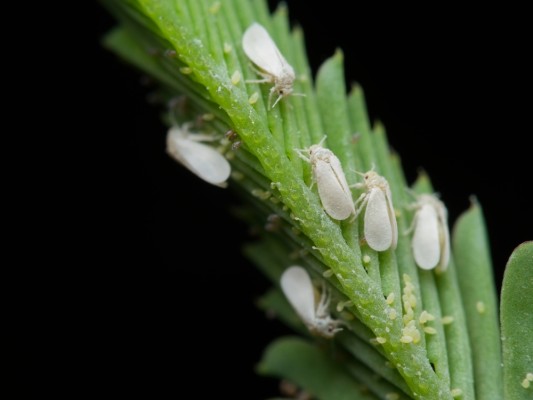 Белокрылка