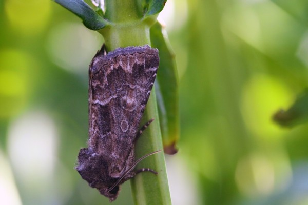 Капустная совка