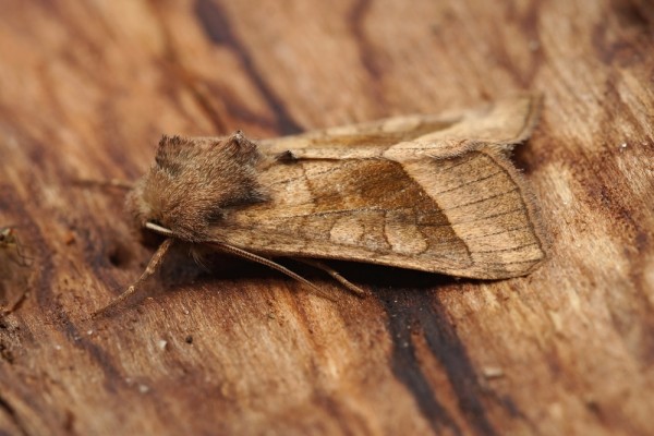 Картофельная совка