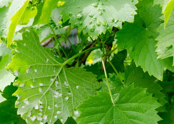 Виноградный зудень