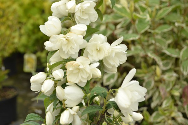 Нужно ли укрывать чубушник на зиму Нужно ли укрывать чубушник на зиму