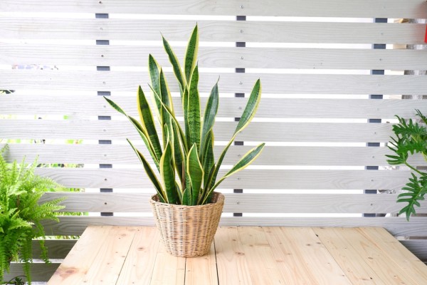 Почему желтеют листья у сансевиерии: 7 ответов