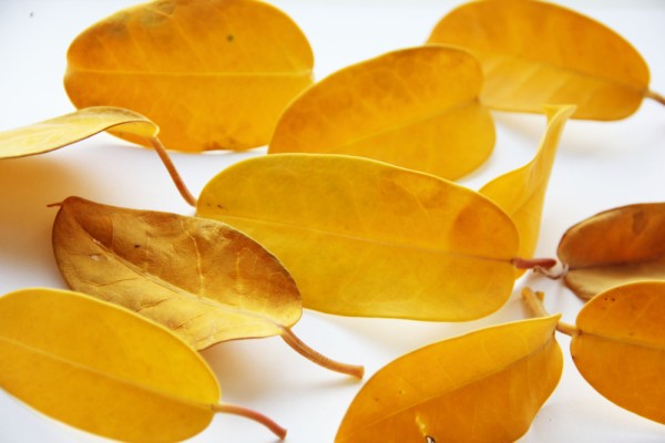 Почему желтеют листья у стефанотиса: 6 причин