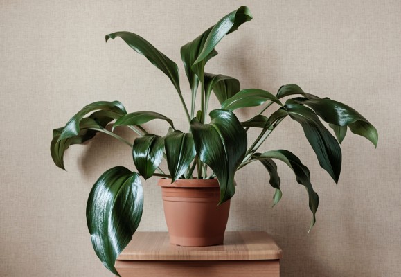 Почему желтеют листья эухариса: причины и что делать