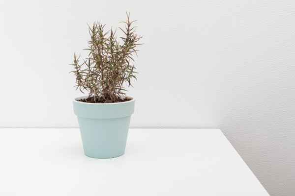 Что делать, если засыхает розмарин в домашних условиях