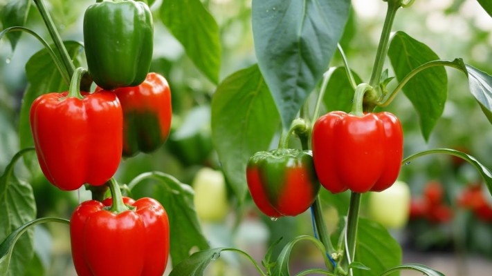 10 самых урожайных сортов и гибридов сладких перцев для теплиц
