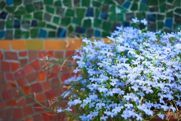 7 главных правил выращивания рассады лобелии