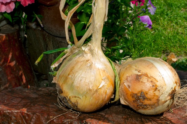 Лук Эксибишен: когда сеять на рассаду и как вырастить