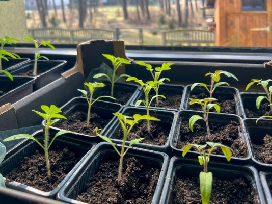 Лунный посевной календарь на март 2026 года