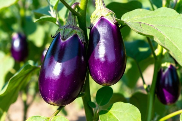 Как вырастить рассаду баклажанов