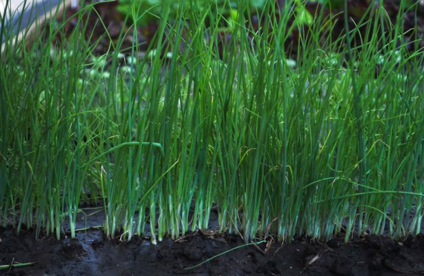 Как вырастить репчатый лук из семян: практические рекомендации