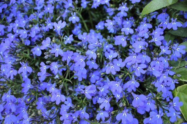 7 главных правил выращивания рассады лобелии 7 главных правил выращивания рассады лобелии