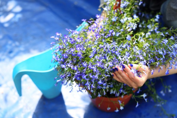 Когда сажать лобелию на рассаду: советы специалистов