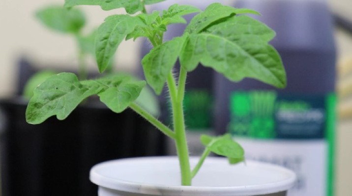 Рассада для ленивых. Убрала всю лишнюю работу по выращиванию рассады, не могу нарадоваться