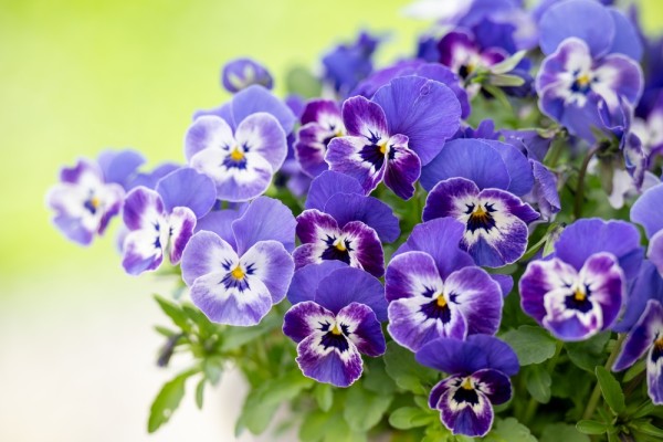 Когда сеять виолу на рассаду и как это делать правильно: практические советы