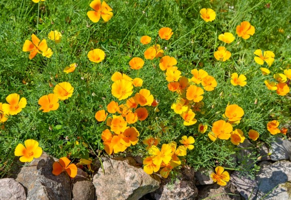 Когда сеять эшшольцию на рассаду и нужно ли это делать Когда сеять эшшольцию на рассаду и нужно ли это делать