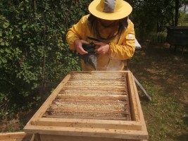 Евгений Байрашев, владелец пасеки – о своем деле, русской пчеле и главной проблеме пчеловодов