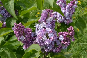 Самые красивые сорта сирени для средней полосы: 11 лучших