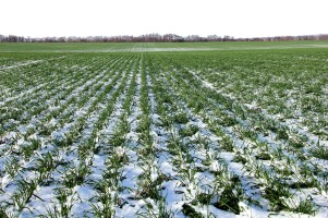 Успехи аграриев: в Ставропольском крае взошли 100% озимых культур