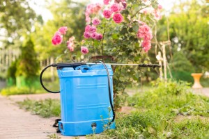 Как избавиться от тли на розах: препараты и народные средства