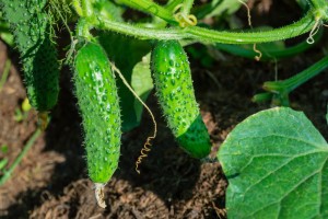 Лечение огурцов во время плодоношения: боремся с болезнями и вредителями