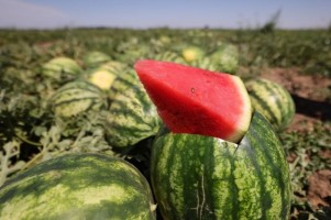 Как поливать арбузы в открытом грунте и сколько раз?