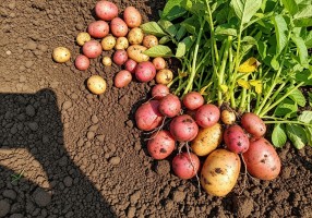 Когда можно скосить ботву у картофеля и надо ли это делать