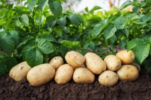 Уборка урожая картофеля: когда и как правильно копать, чтобы сохранить запасы на зиму