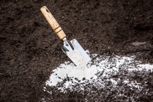 Доломитовая мука: как правильно использовать удобрение осенью