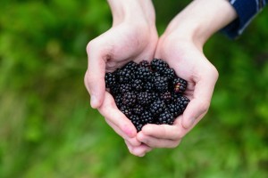 Как ухаживать за ежевикой осенью: 5 советов садоводам