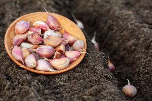 Когда сажать чеснок осенью в открытый грунт: 5 вопросов